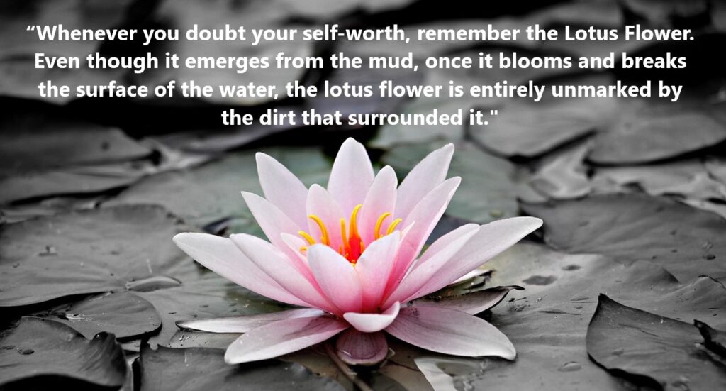 The Lotus Flower and the Mud of Life (On meaning of lotus flower and mud of life meaning)